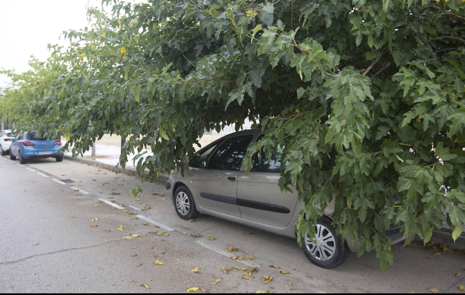 Las ramas de un árbol cubren por completo a un vehículo en una calle de Valencia.