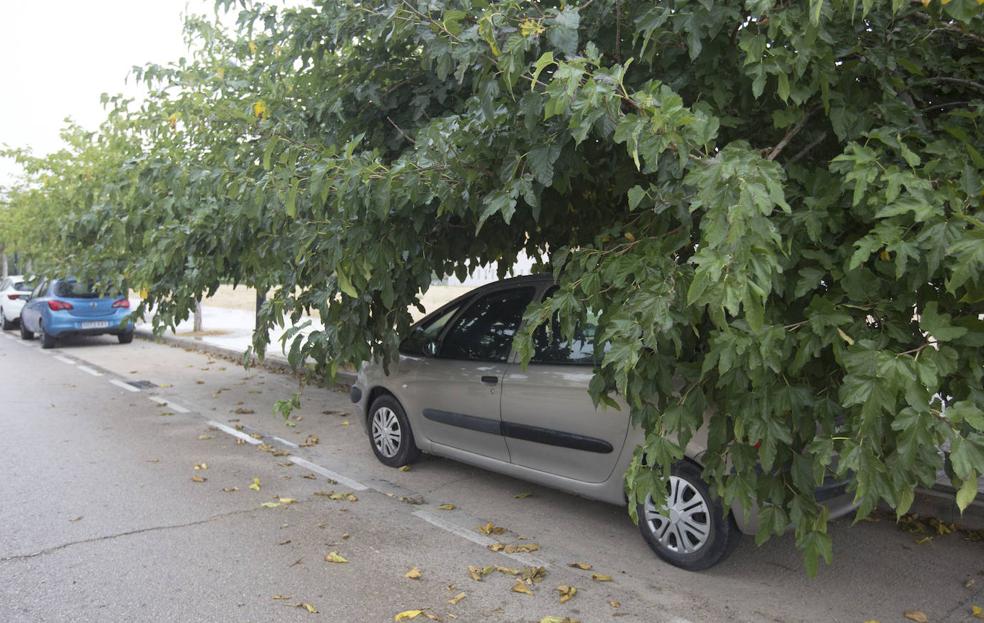 La falta de poda se adueña de Valencia