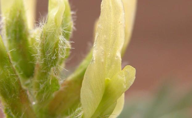 El superalimento que aporta energía, frena el envejecimiento y combate la alergia