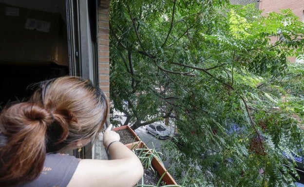 Imagen principal - Ramas de melias en el barrio de Patraix, en la calle Enrique Granados y coche cubierto por un árbol en San Isidro. 