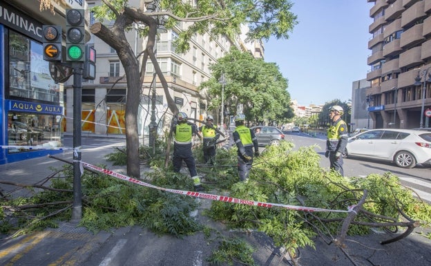 Campillo achaca a las olas de calor la caída de árboles en Valencia