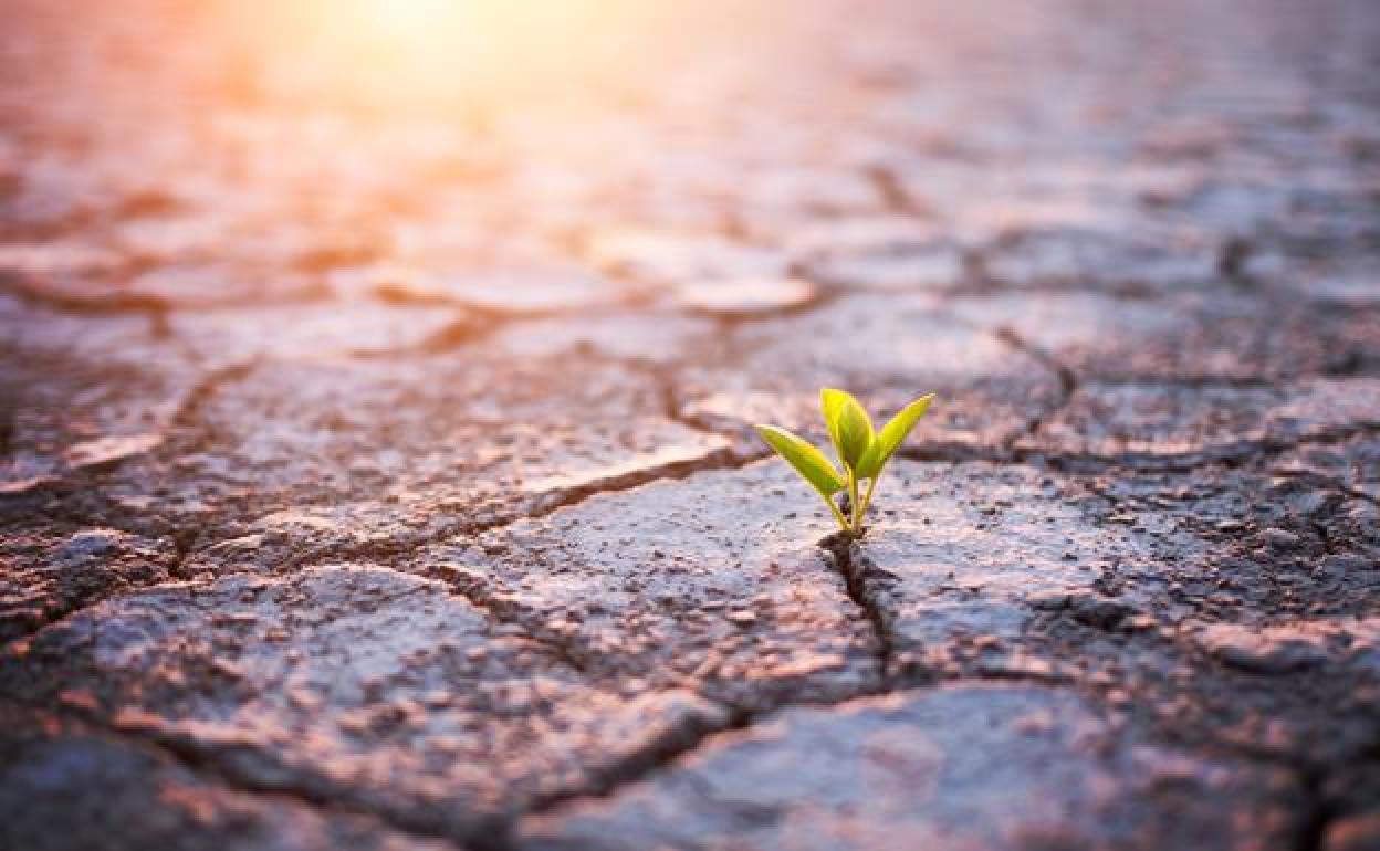 Planta creciendo en suelo seco.