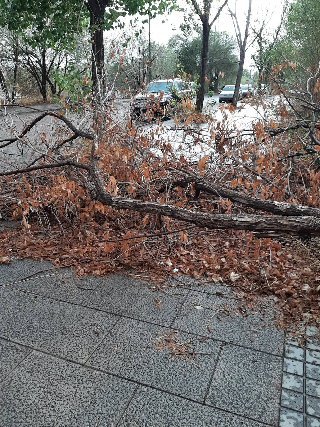 Fotos: El abandono se extiende por las calles de Cruz Cubierta