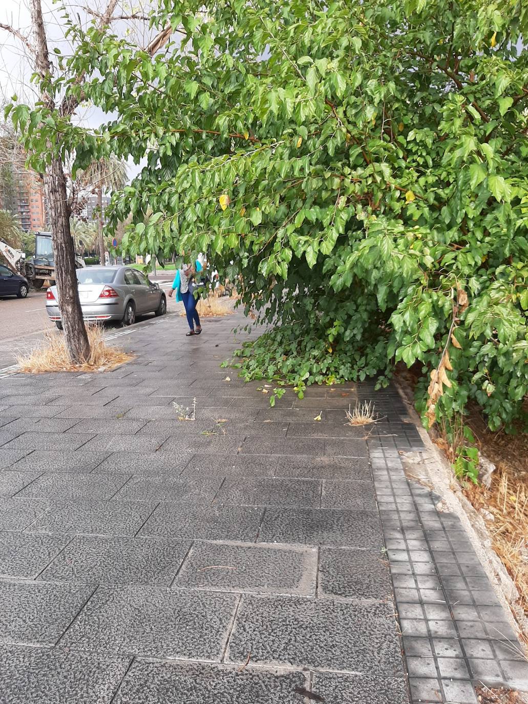 Fotos: El abandono se extiende por las calles de Cruz Cubierta