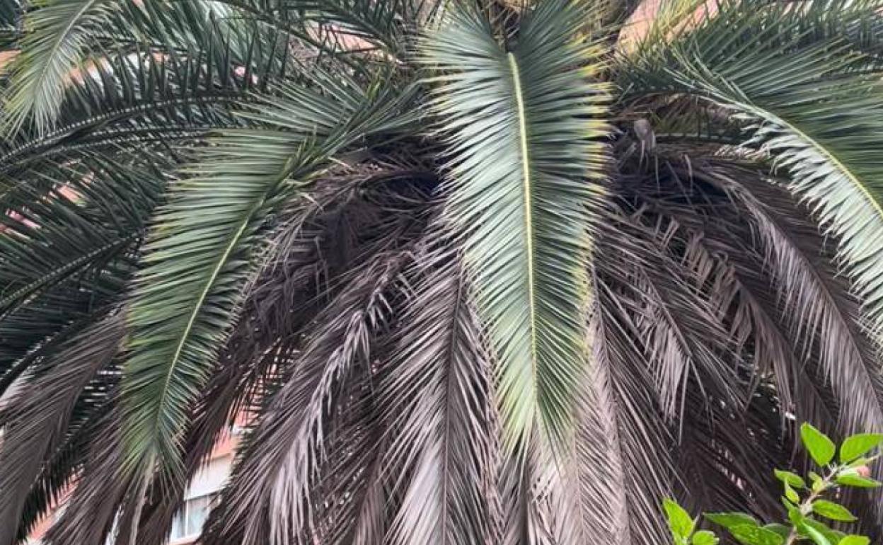 Palmera sin podar, en el barrio de la Luz. 