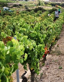 Imagen secundaria 2 - Así es la bodega de Boluda en Rioja