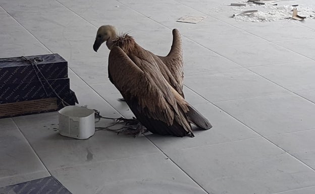 Buitre herido, hallado en una carretera de Ribarroja. 