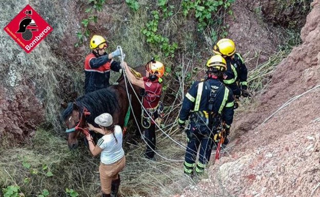 Los equipos de emergencias preparan el arnés para el rescate del animal. 