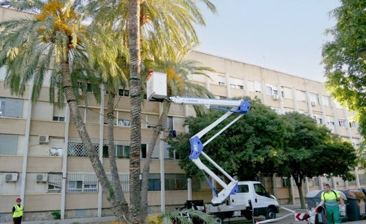 Poda de palmeras en Grupo Virgen del Carmen, junto a Serrería. 