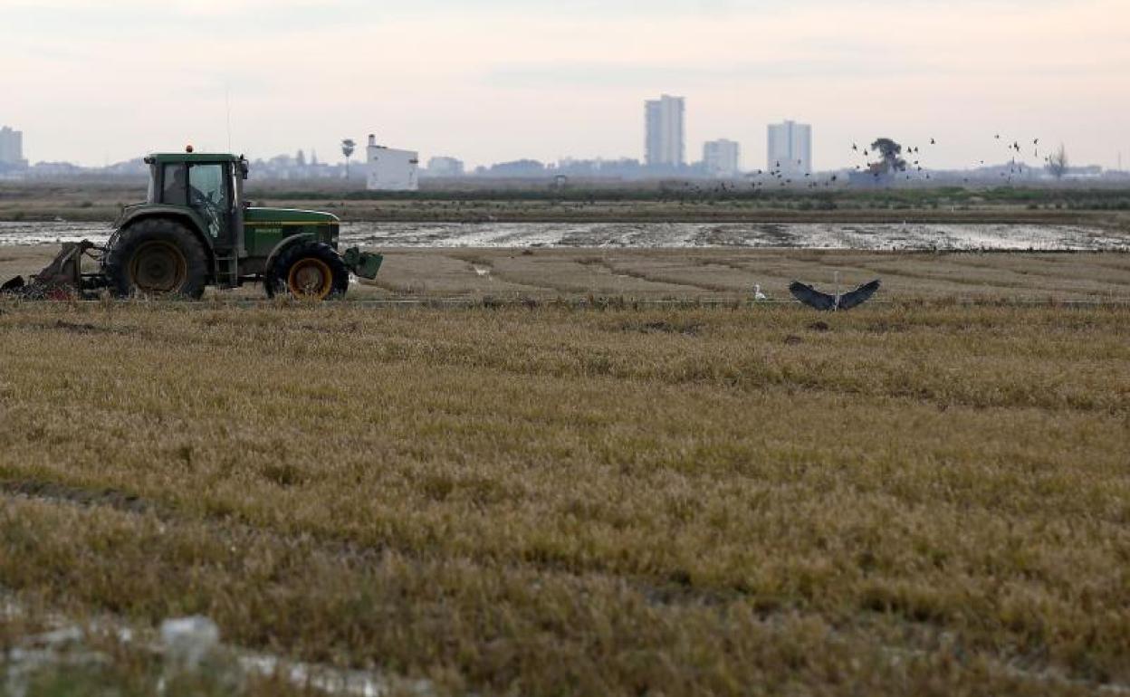 Zonas de cultivo en el Parque Natural de la Albufera. 