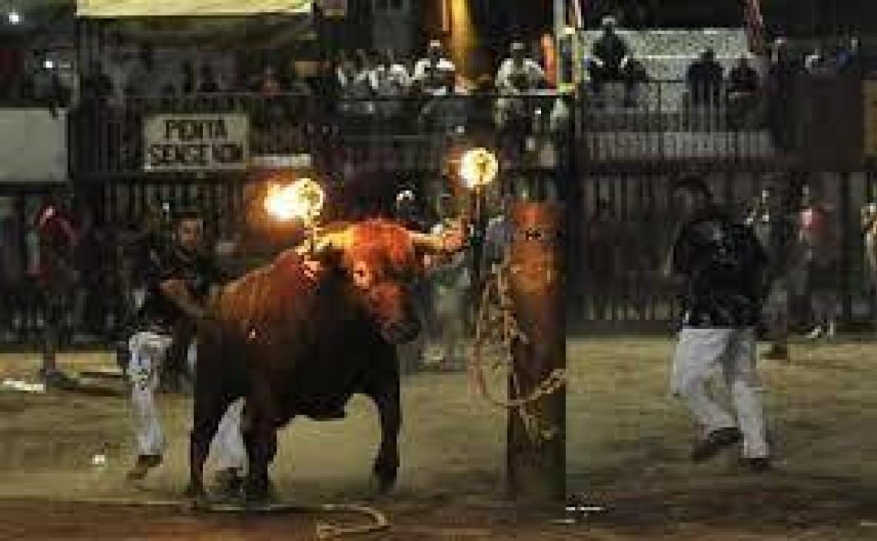 Un bou embolat en un evento taurino en la Comunitat. 