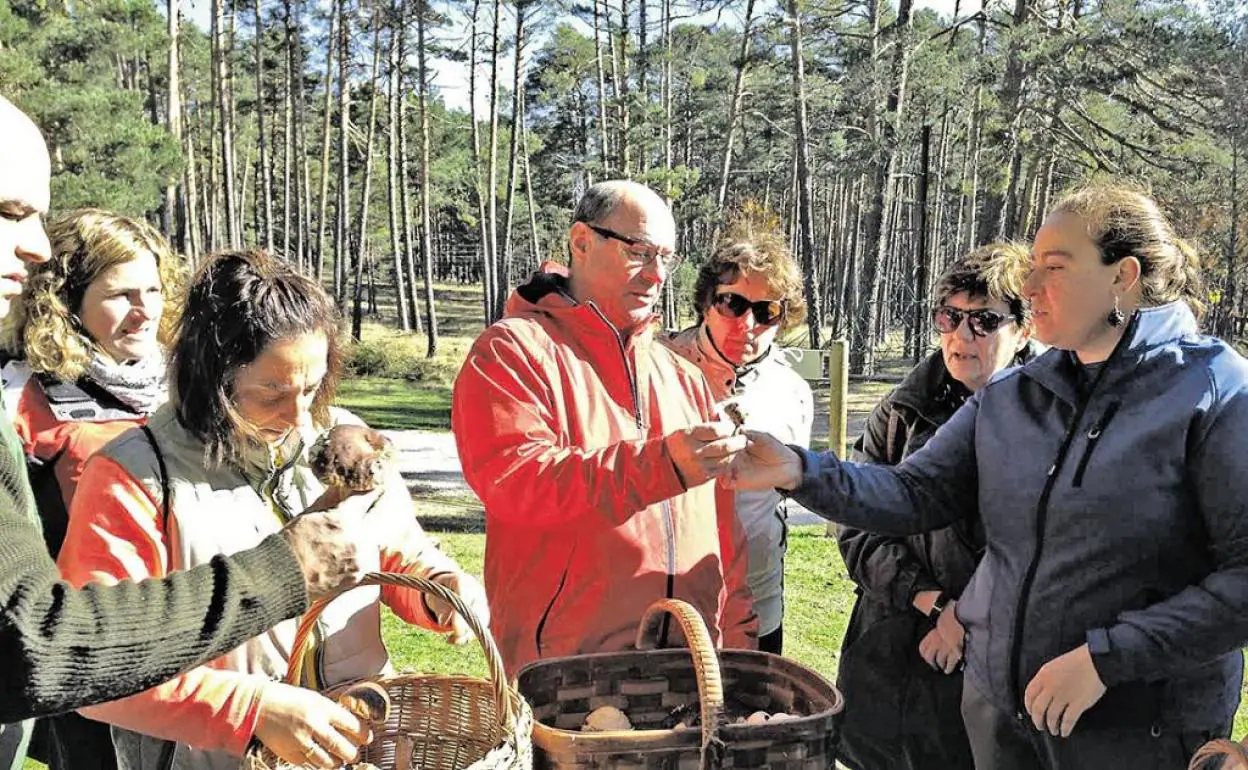 Dónde coger setas en Soria: precio del permiso y cuántos kilos se pueden  recolectar en 2022 | Las Provincias