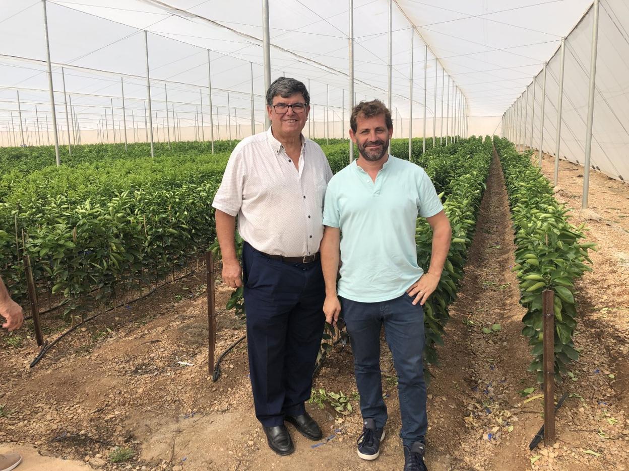 Todo el mundo anda en busca de naranjas y mandarinas rojas