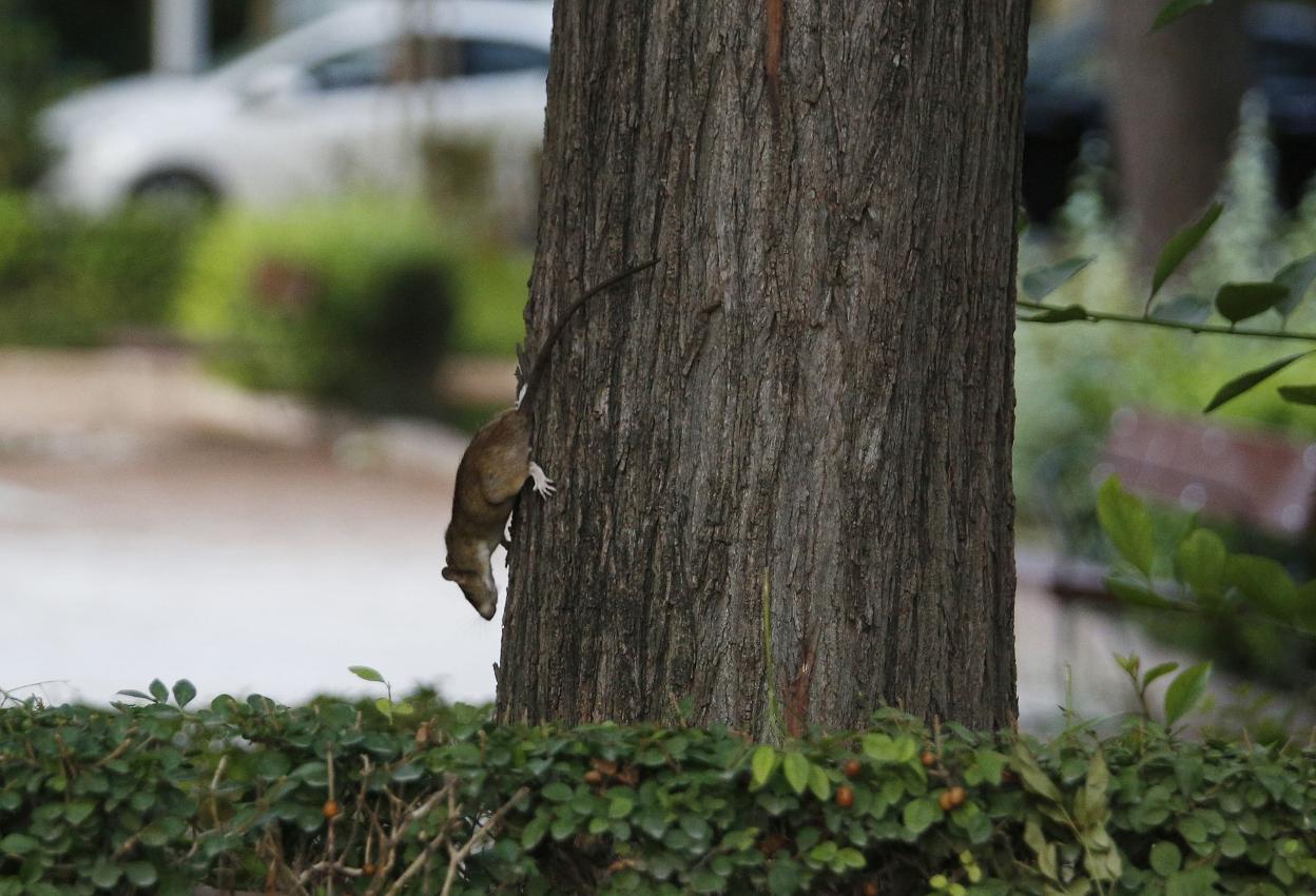 Una rata en un jardín. jesús signes
