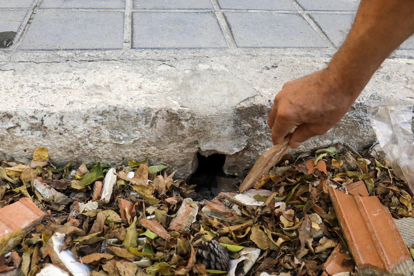 Fotos: Madrigueras de ratas en Valencia