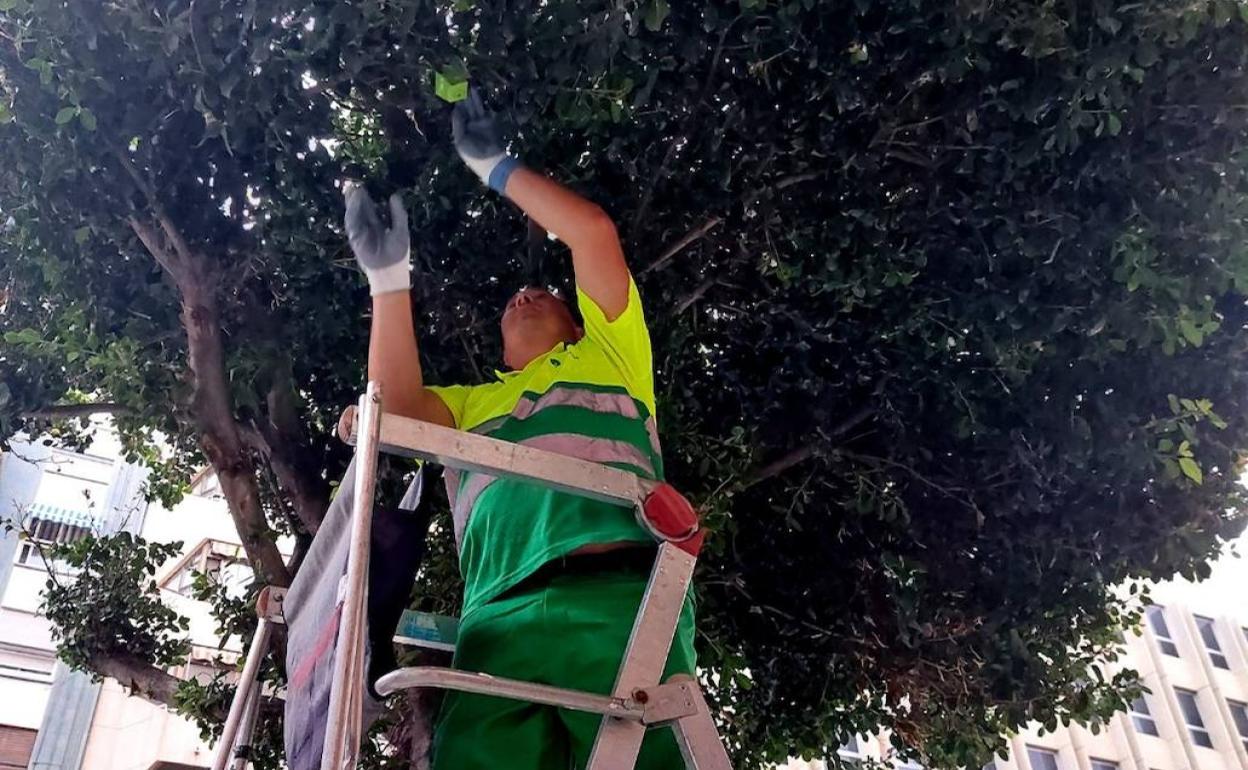 Tratamiento biológico en uno de los árboles. 