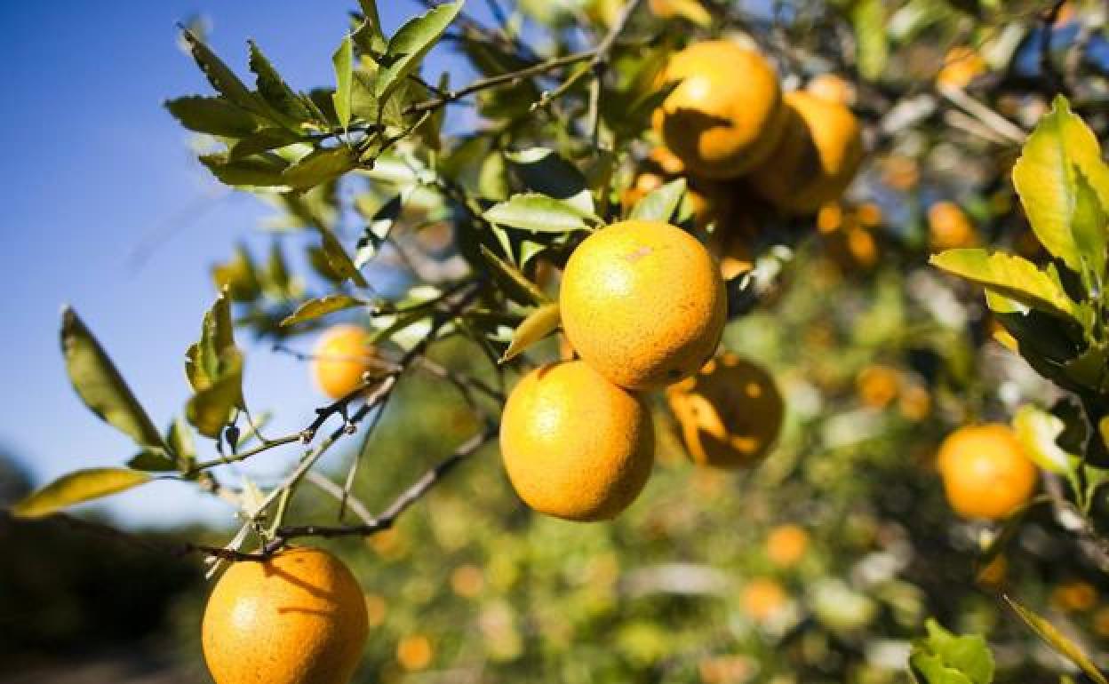 Naranjas valencianas. 