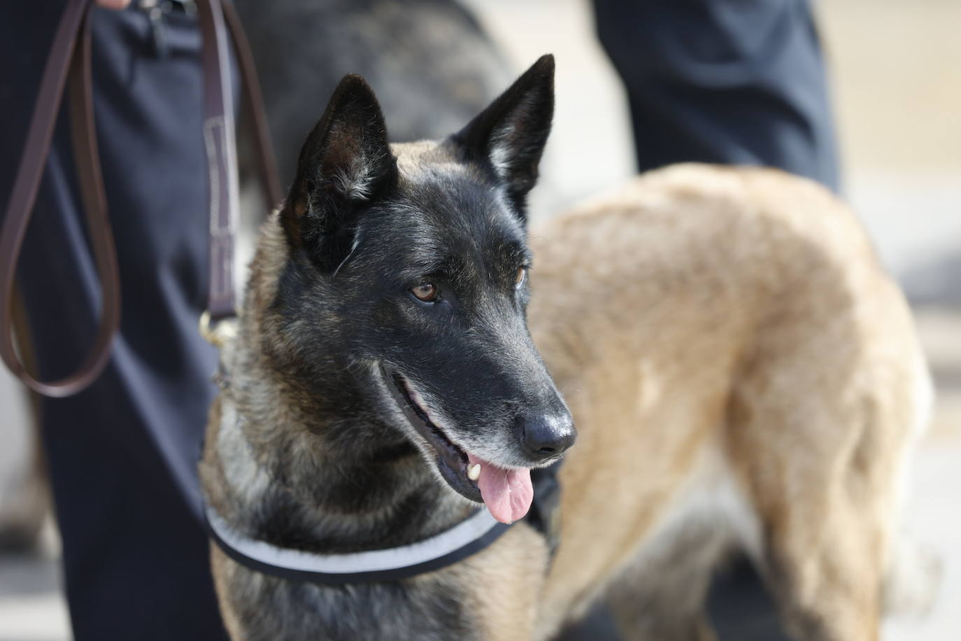 Fotos: Exhibición de unidades caninas de policías y bomberos en la plaza de la Virgen