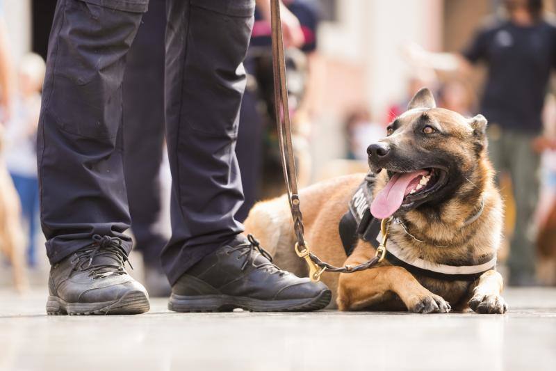 Fotos: Exhibición de unidades caninas de policías y bomberos en la plaza de la Virgen