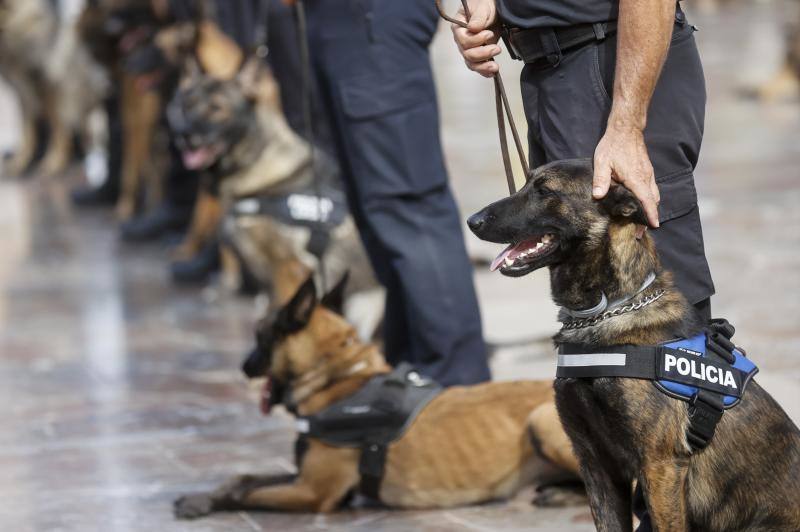 Fotos: Exhibición de unidades caninas de policías y bomberos en la plaza de la Virgen