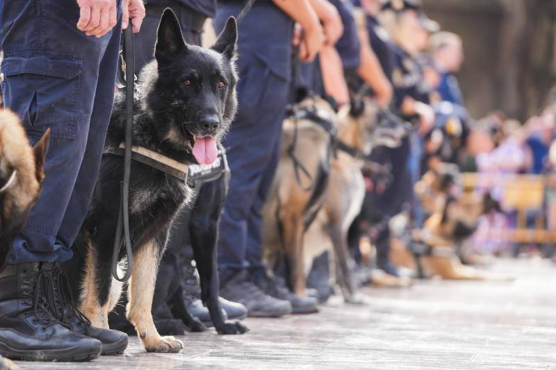 Fotos: Exhibición de unidades caninas de policías y bomberos en la plaza de la Virgen