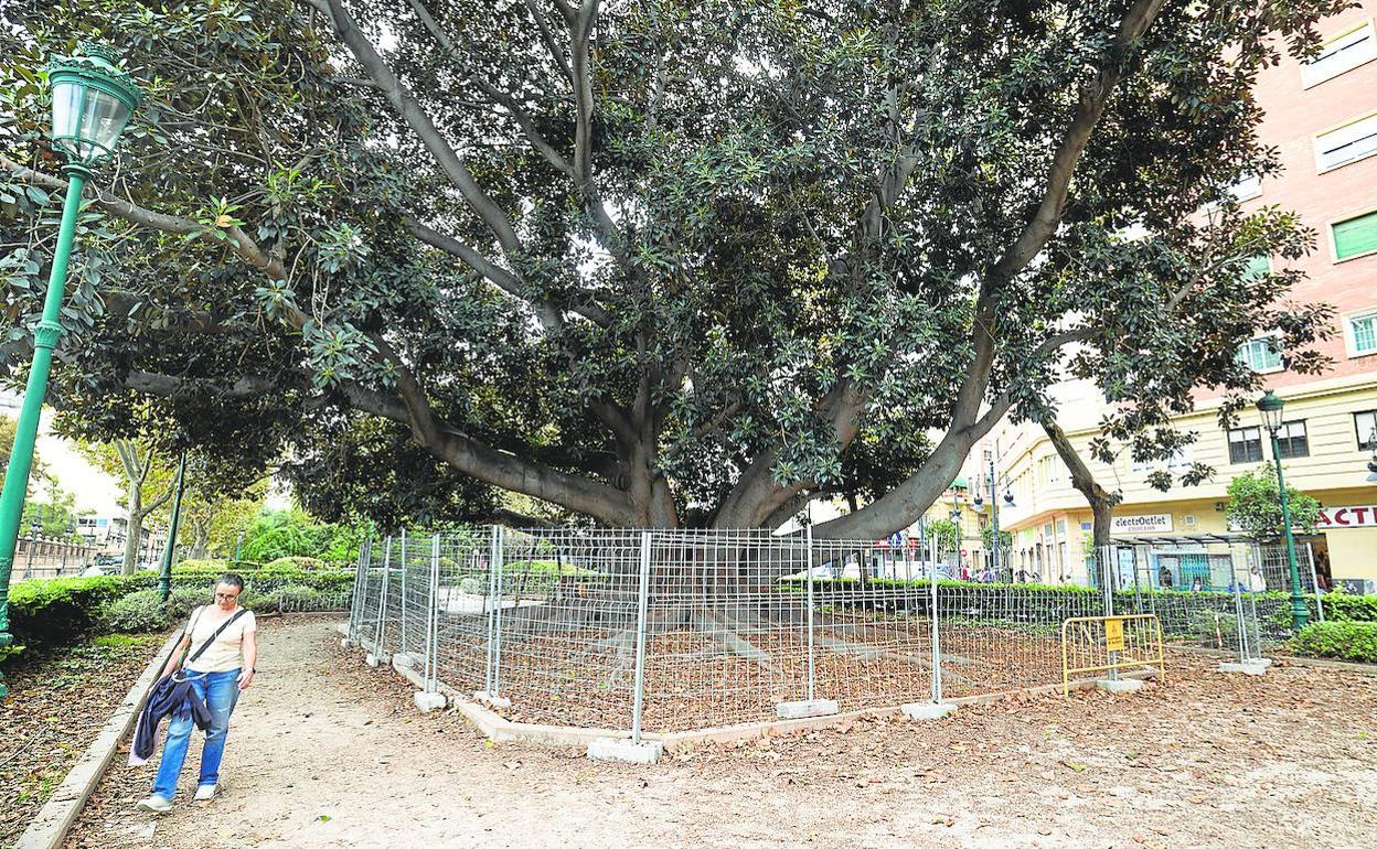 El ficus del Parterre, vallado este jueves.