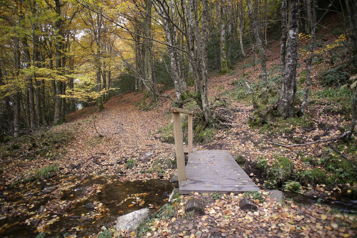 Fotos: Un paseo de cuento por un bosque de hayas