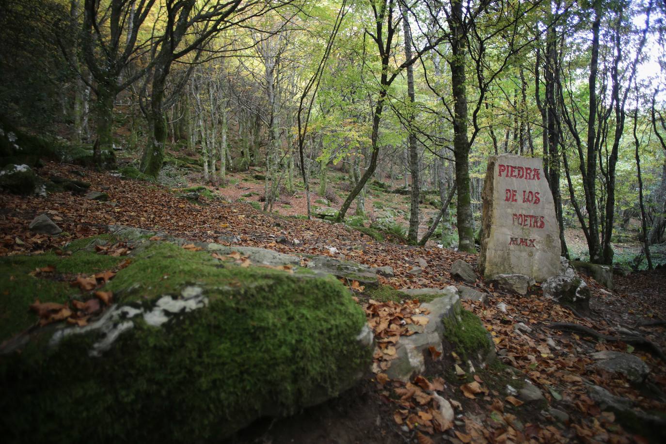 Fotos: Un paseo de cuento por un bosque de hayas