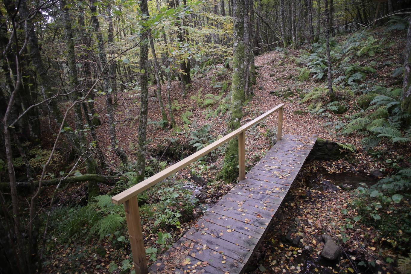 Fotos: Un paseo de cuento por un bosque de hayas