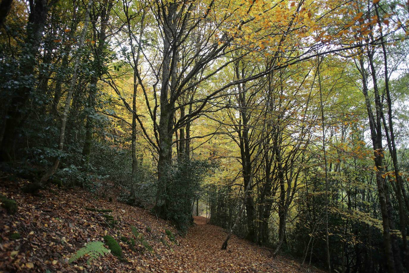 Fotos: Un paseo de cuento por un bosque de hayas