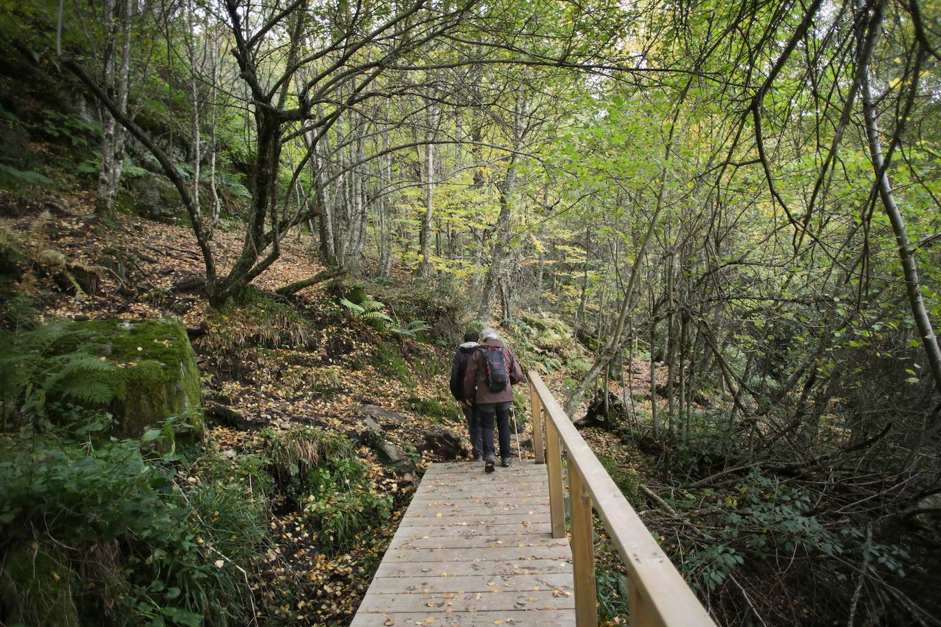 Fotos: Un paseo de cuento por un bosque de hayas