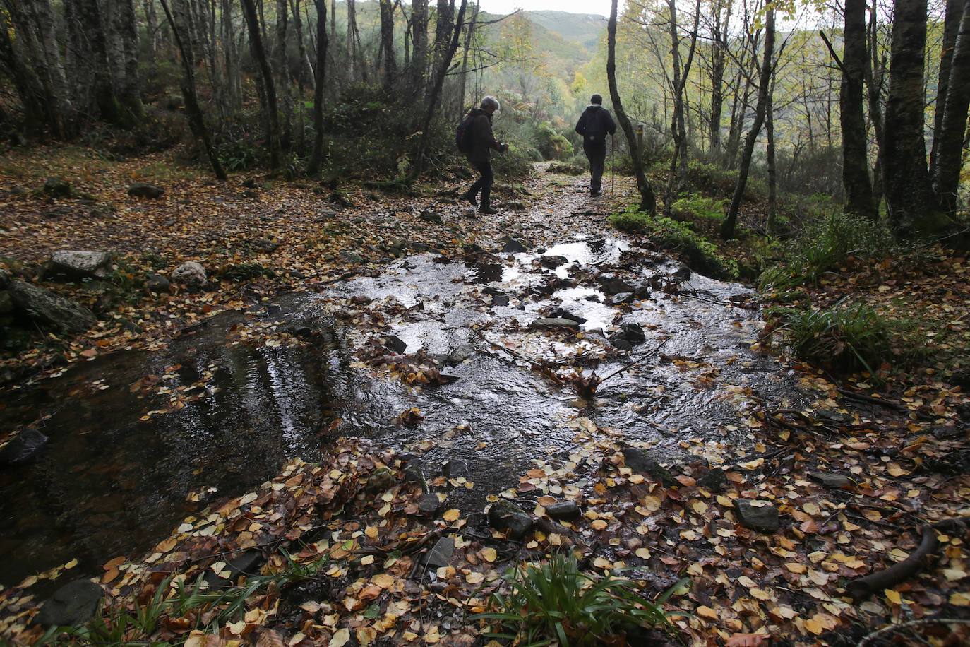 Fotos: Un paseo de cuento por un bosque de hayas