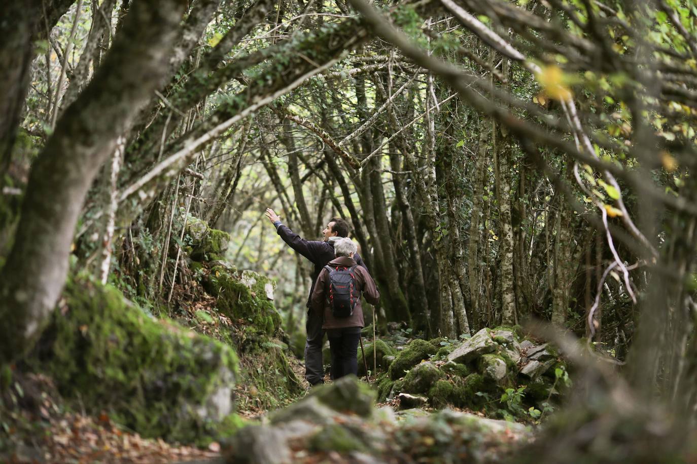 Fotos: Un paseo de cuento por un bosque de hayas