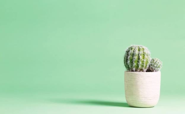 Un cactus.