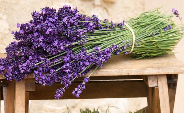 Las plantas más eficaces para ahuyentar las moscas de casa