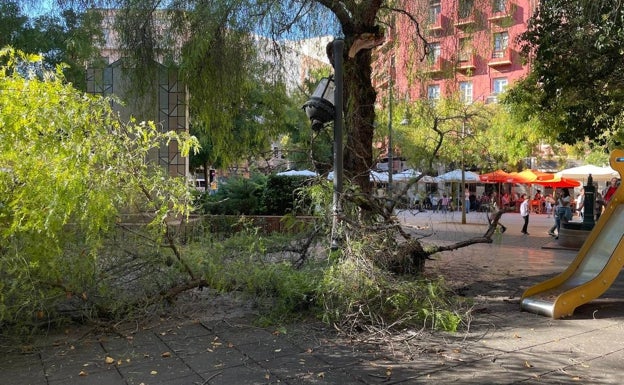 Rama desplomada en el suelo, en la plaza Pintor Segrelles. 