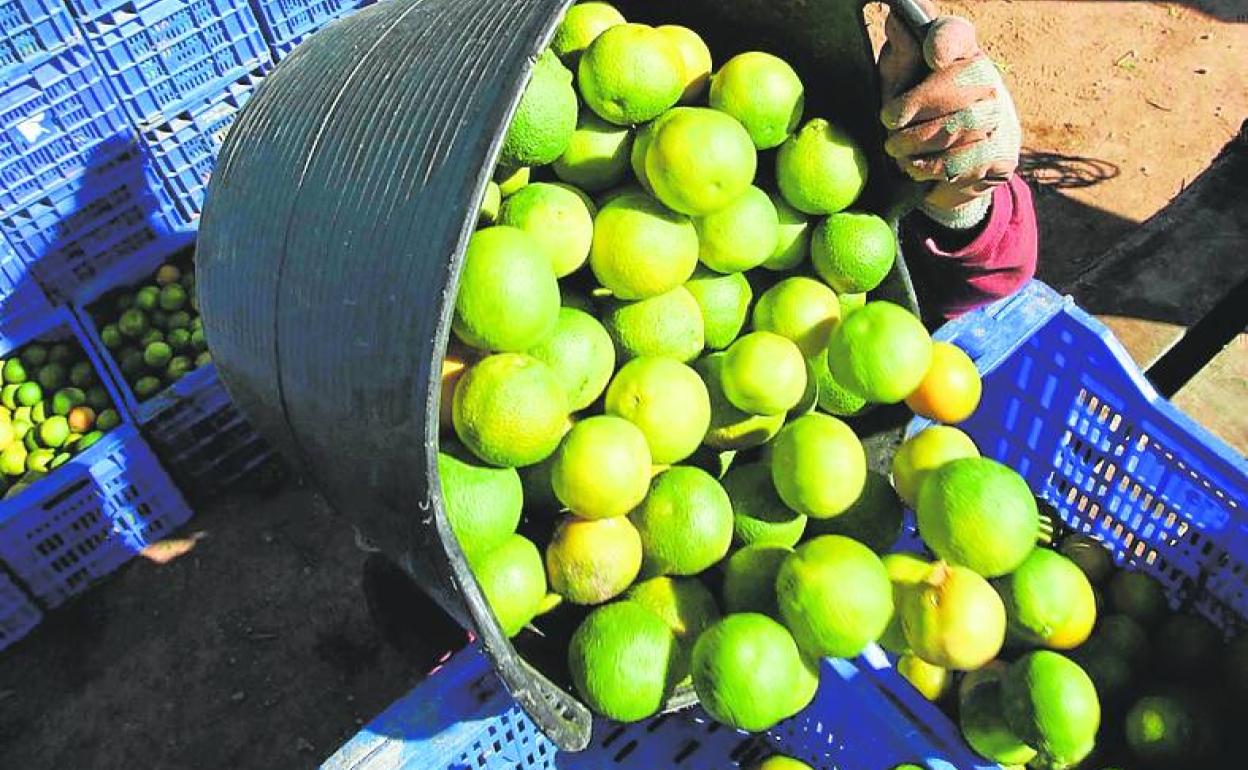 Recolección de clementinas todavía verdes. 