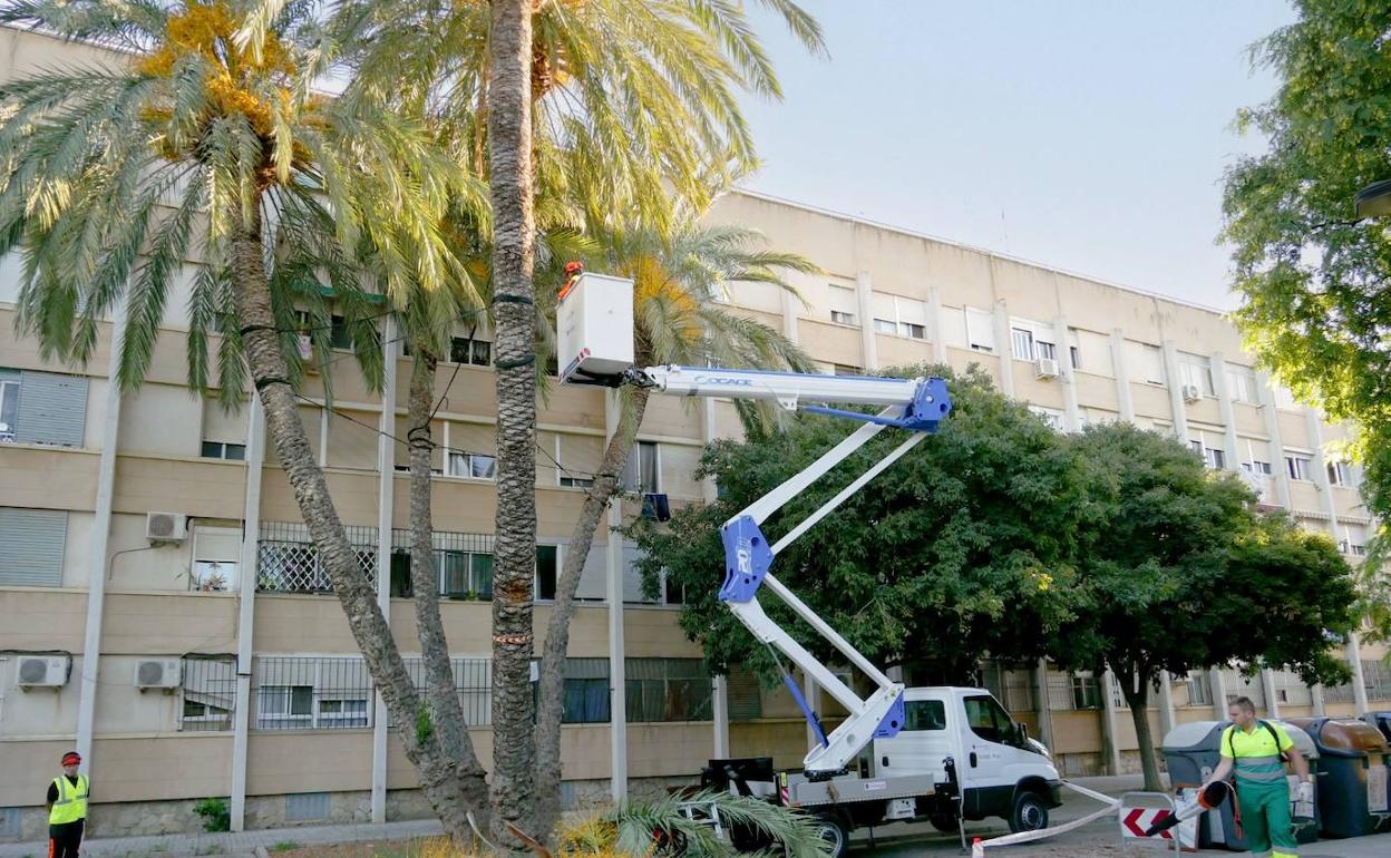Poda que se realizó años atrás en Virgen del Carmen-Beteró. 