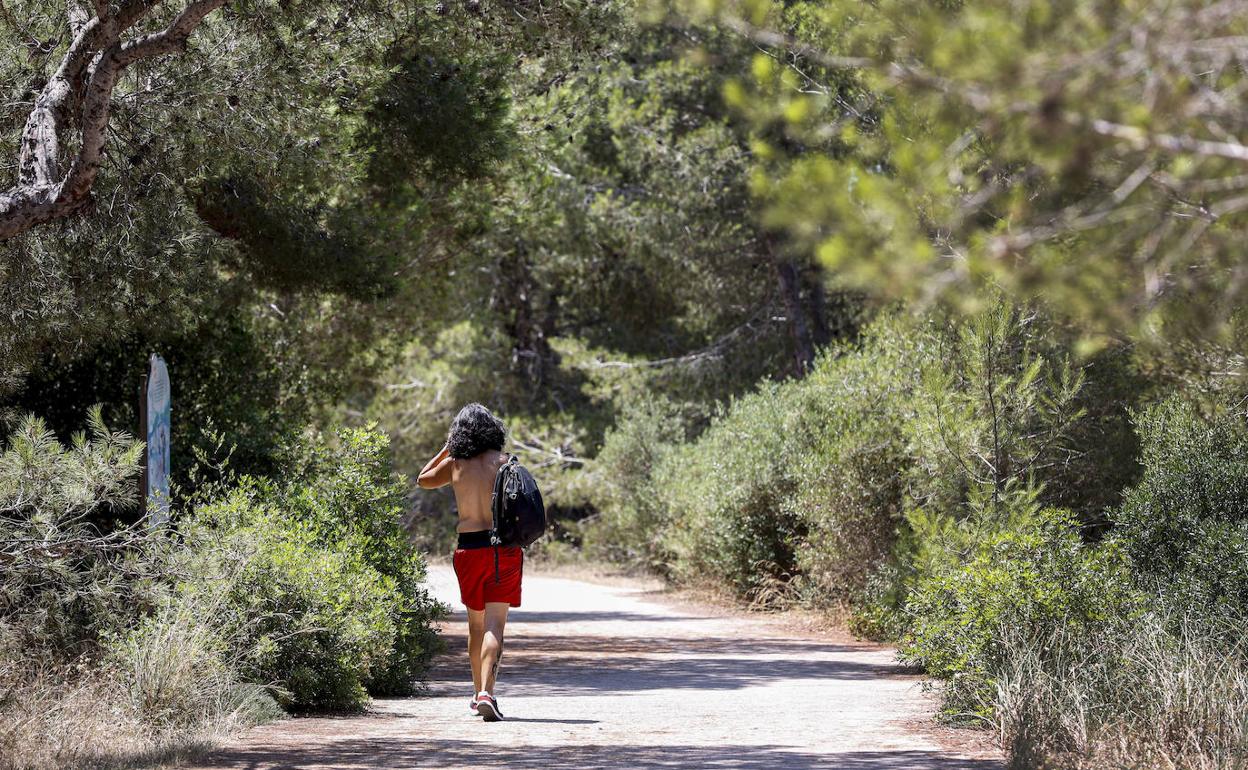 Un viandante pasea por un pista forestal de EL Saler. 