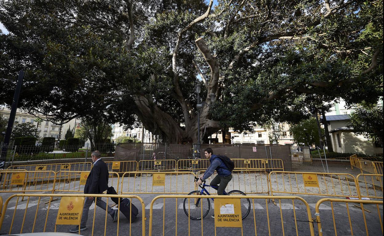 Zona del ficus donde se desplomó parte del árbol en septiembre. 