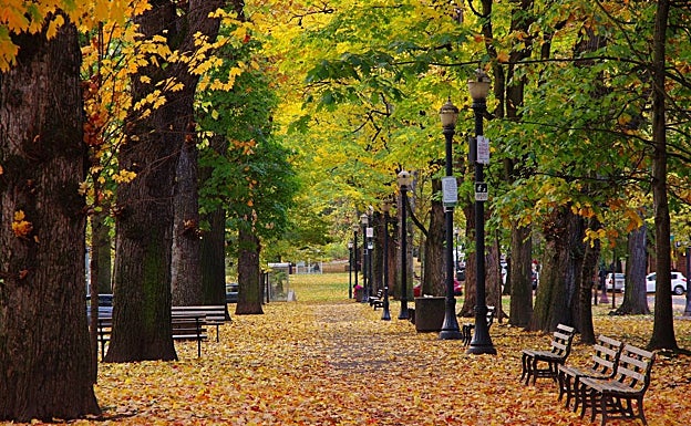 Árboles en la ciudad de Portland. 