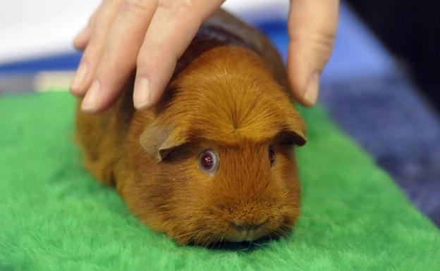 ¿Qué pasa si ya tengo una mascota prohibida por la nueva Ley de Protección Animal?