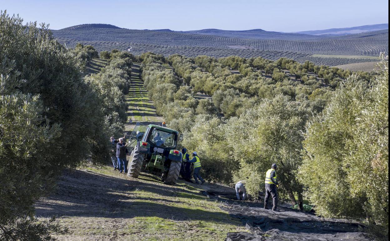 Planas pide a la UE más fertilizantes para frenar el alza de los alimentos