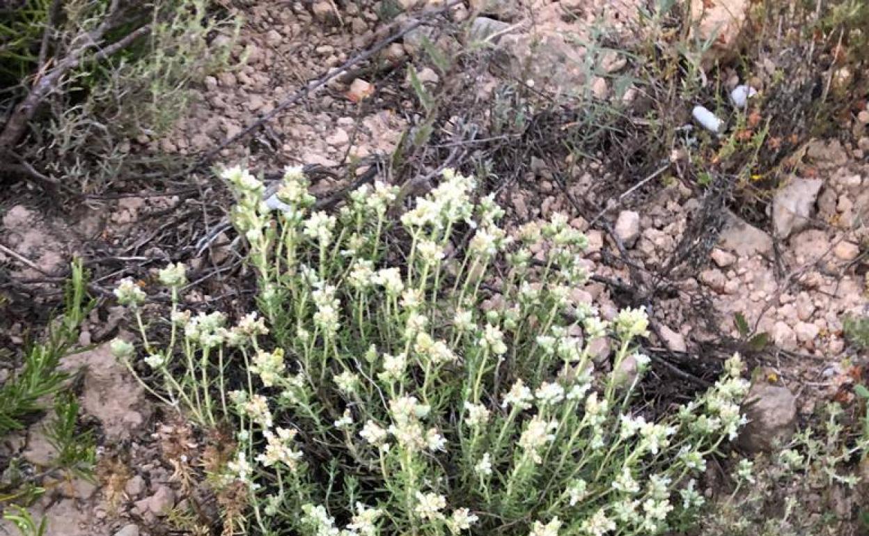 Una de las plantas de la especie Teucrium edetanum. 