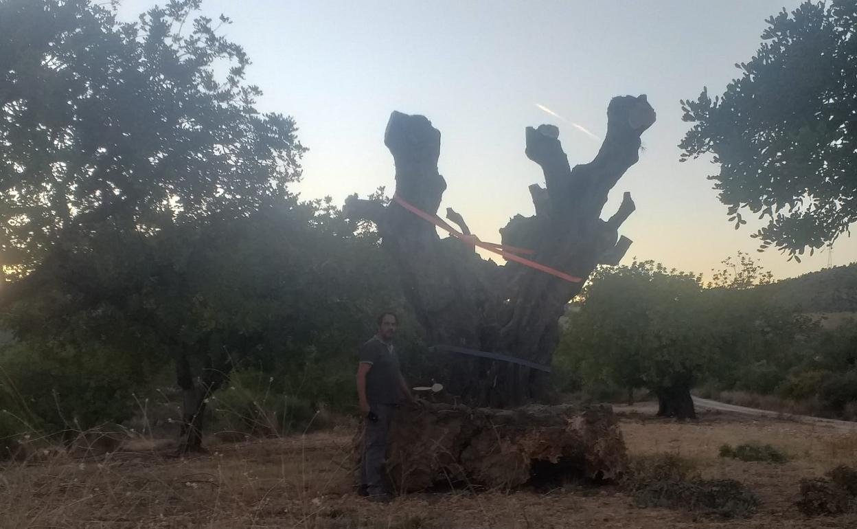 Uno de los árboles centenarios que ya han sido arrancados  en donde irá una de las plantas solares. 