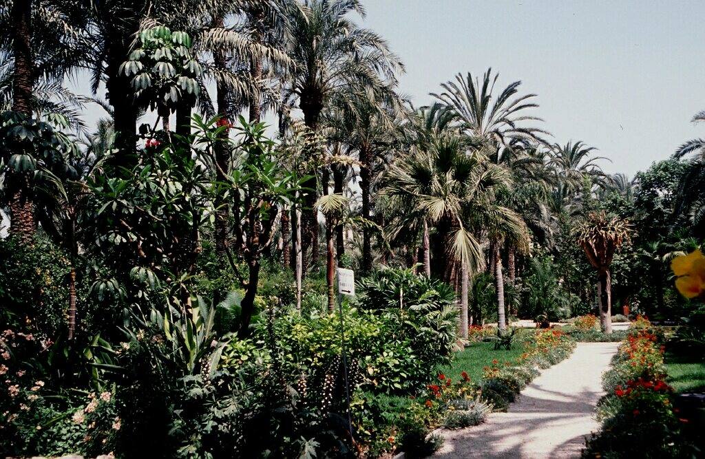 El Palmeral de Elche (2000)