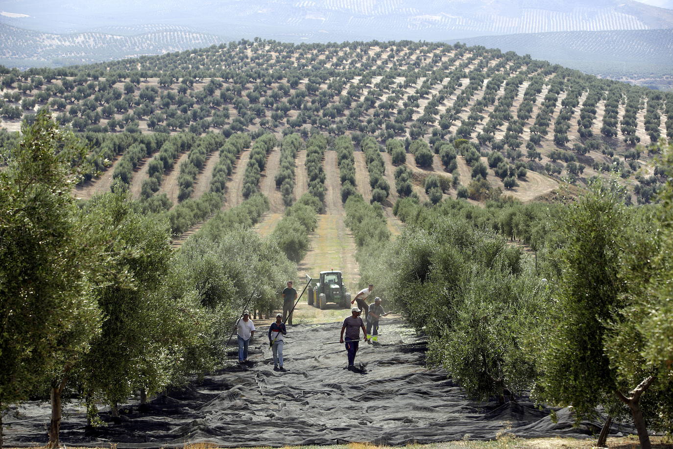 ¿Por qué no para de subir el precio del aceite de oliva?