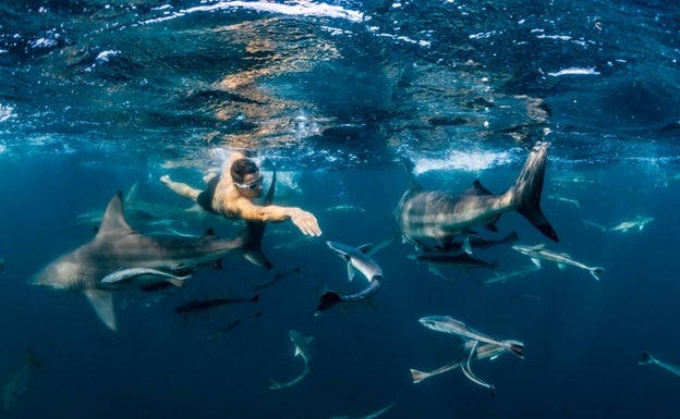 El inversor, nadando entre tiburones en Sudáfrica. 