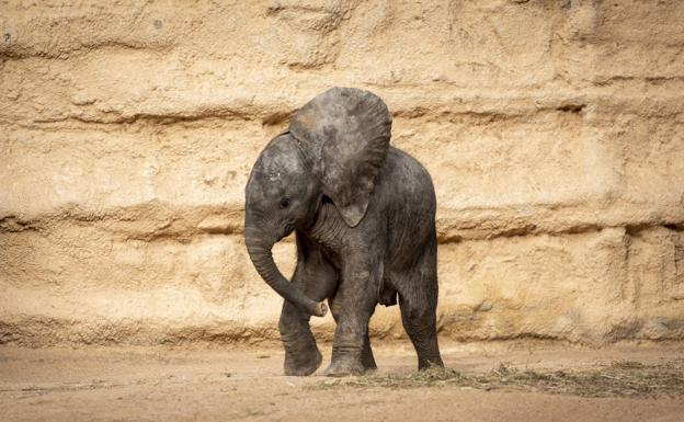 La cría de elefante nacida en BIOPARC Valencia cumple 1 mes de vida