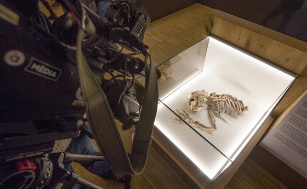 El esqueleto se encuentra en la sala de sociedades cazadoras-recolectoras del Museo de Prehistoria de Valencia. 